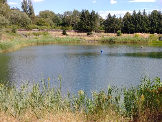 See im Bürgerpark Darmstadt (Kastanienallee)