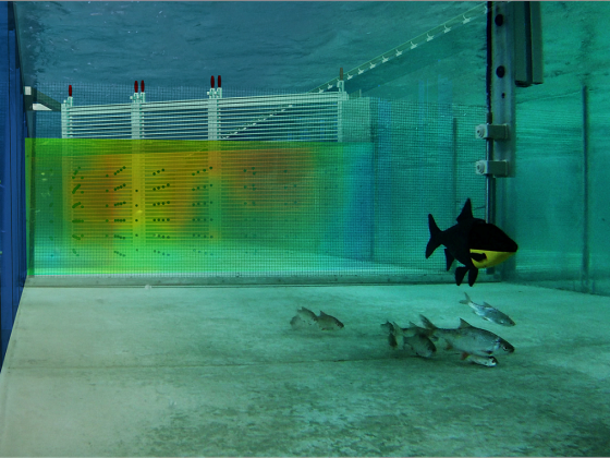 Rechenuntersuchungen mit Fisch und Robofisch